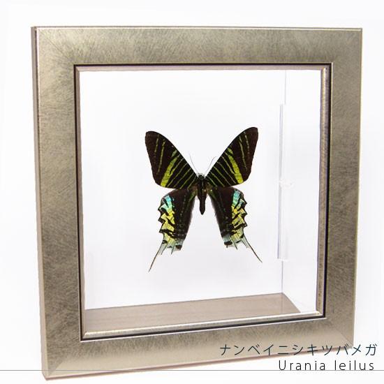 昆虫標本 蝶の標本 ナンベイニシキツバメガ メタリック調ライトフレーム