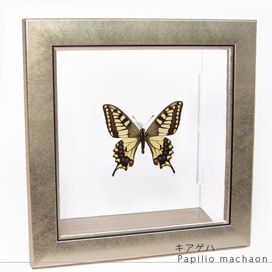 昆虫標本 蝶の標本 キアゲハ メタリック調ライトフレーム