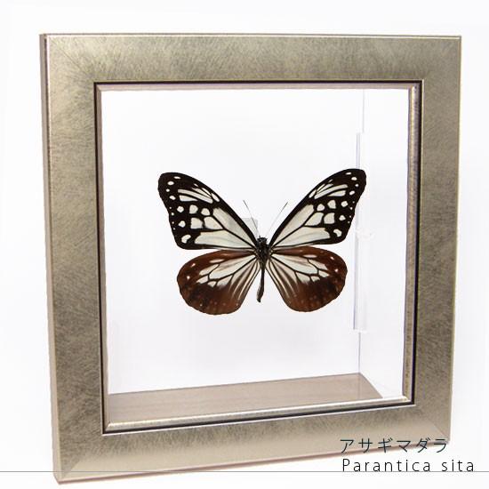 昆虫標本 蝶の標本 アサギマダラ メタリック調ライトフレーム