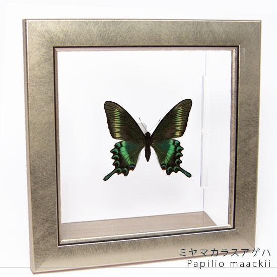 昆虫標本 蝶の標本 ミヤマカラスアゲハ メタリック調ライトフレーム