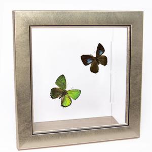 昆虫標本 蝶の標本 ポルティスモルフォ メタリック調ライト