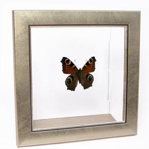 昆虫標本 蝶の標本 ミヤマカラスアゲハ メタリック調ライトフレーム