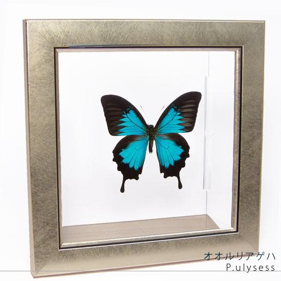 昆虫標本 蝶の標本 オオルリアゲハ メタリック調ライトフレーム
