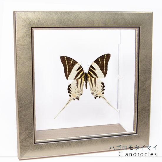 昆虫標本 蝶の標本 ハゴロモタイマイ メタリック調ライトフレーム
