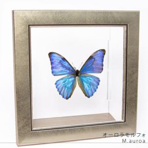 ラスト‼️レテノールモルフォ ssp.mariajosianae 蝶標本 昆虫標本 ラスト‼️レテノールモルフォ ssp.mariajosianae 蝶標本 昆虫標本