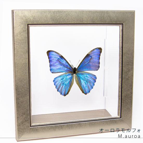 昆虫標本 蝶の標本 オーロラモルフォ メタリック調ライトフレーム