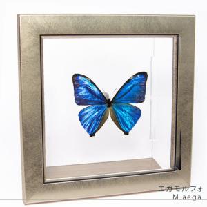 昆虫標本 蝶の標本 ミヤマカラスアゲハ メタリック調ライトフレーム