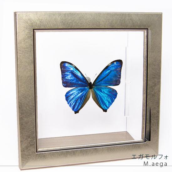 昆虫標本 蝶の標本 エガモルフォ メタリック調ライトフレーム