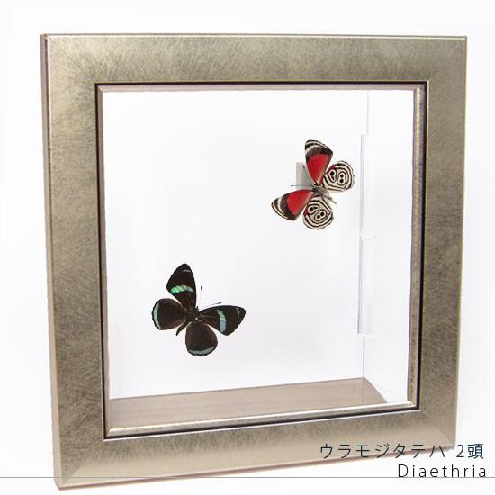 昆虫標本 蝶の標本 ウラモジタテハ 2頭 メタリック調ライトフレーム