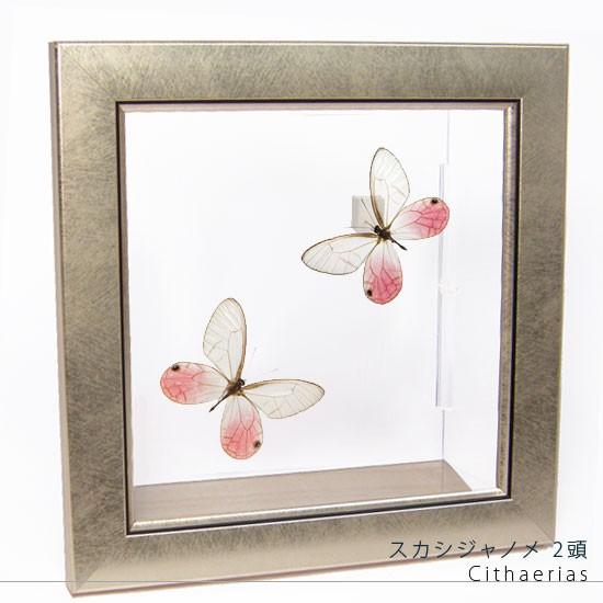 昆虫標本 蝶の標本 スカシジャノメ 2頭 メタリック調ライトフレーム