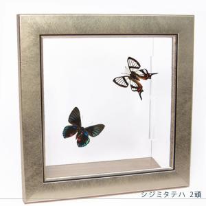 昆虫標本 蝶の標本 オオルリアゲハ メタリック調ライトフレーム