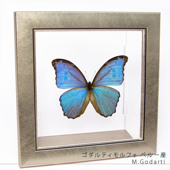 昆虫標本 蝶の標本 ゴダルティモルフォ ペルー産 メタリック調ライトフレーム