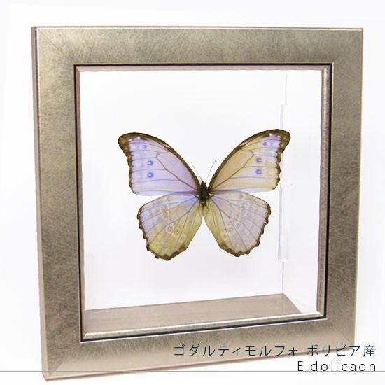 昆虫標本 蝶の標本 ゴダルティモルフォ ボリビア産 メタリック調ライトフレーム