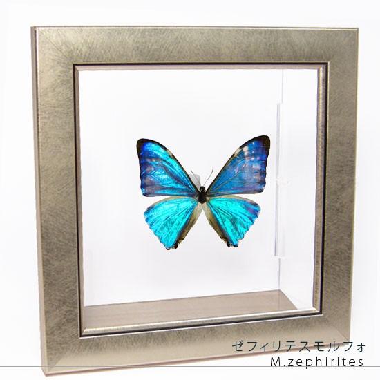昆虫標本 蝶の標本 ゼフィリテスモルフォ メタリック調ライトフレーム