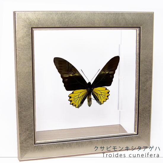 昆虫標本 蝶の標本 クサビモンキシタアゲハ メタリック調ライトフレーム