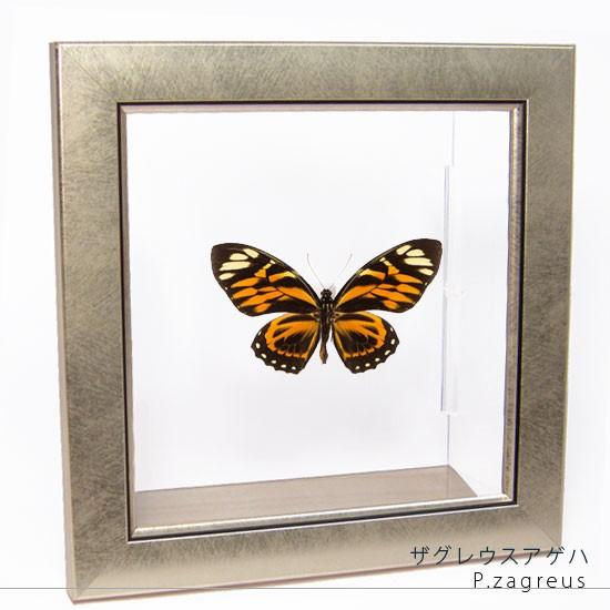 昆虫標本 蝶の標本 ザグレウスアゲハ メタリック調ライトフレーム