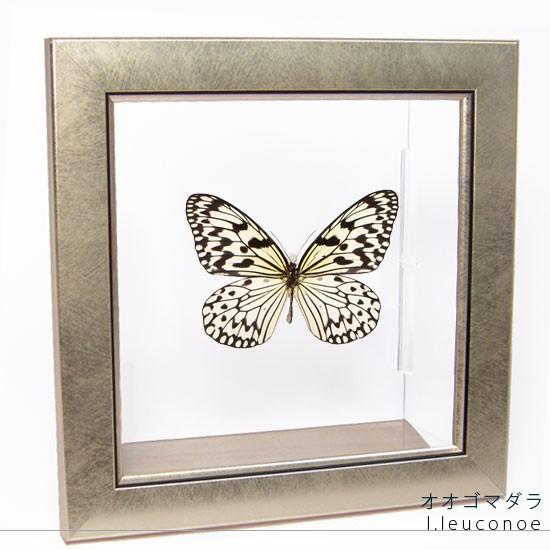 昆虫標本 蝶の標本 オオゴマダラ メタリック調ライトフレーム