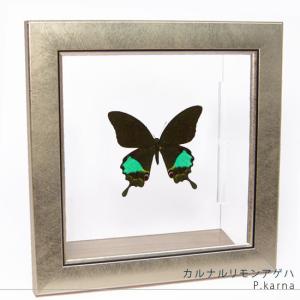 昆虫標本 蝶の標本 ゴダルティモルフォ ペルー産 メタリック調ライト
