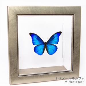 一旦終了・シボリアゲハ 蝶標本 昆虫標本 蝶の標本コレクション！シボリアゲハ - 三宝堂オンラインショップ