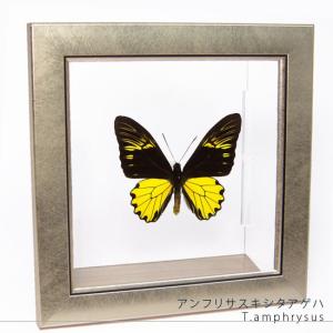 極楽トリバネアゲハ蝶 アレクサンドラトリバネアゲハ(巨大22cm) | 精密レプリカ | 蝶標本