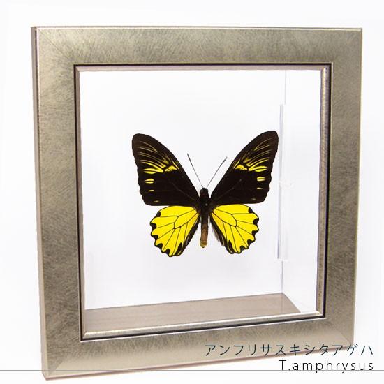 昆虫標本 蝶の標本 アンフリサスキシタアゲハ メタリック調ライトフレーム