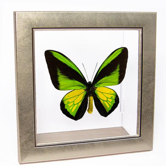 昆虫標本 蝶の標本 ゴライアストリバネアゲハ メタリック調ライトフレーム