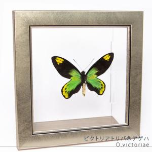昆虫標本 蝶の標本 オオルリアゲハ メタリック調ライトフレーム
