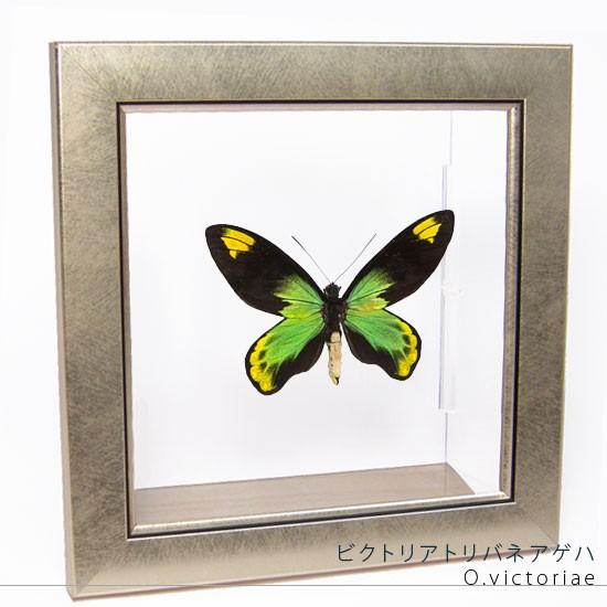 昆虫標本 蝶の標本 ビクトリアトリバネアゲハ メタリック調ライトフレーム