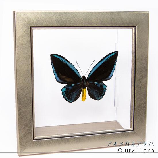 昆虫標本 蝶の標本 アオメガネアゲハ メタリック調ライトフレーム