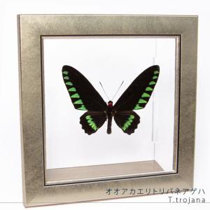 アリノスシジミ︎︎ ♀ 蝶標本 昆虫標本 楽天市場】昆虫標本 蝶の標本 ゼフィリテスモルフォ アクリル