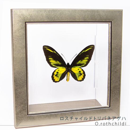 昆虫標本 蝶の標本 ロスチャイルドトリバネアゲハ メタリック調ライトフレーム