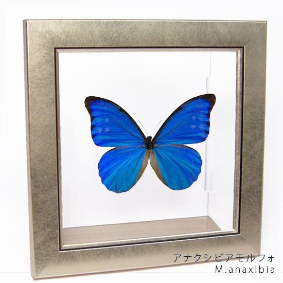 昆虫標本 蝶の標本 アナクシビアモルフォ メタリック調ライトフレーム