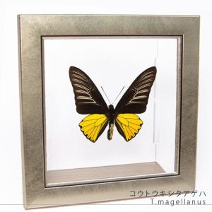 昆虫標本 蝶の標本 ミヤマカラスアゲハ メタリック調ライト