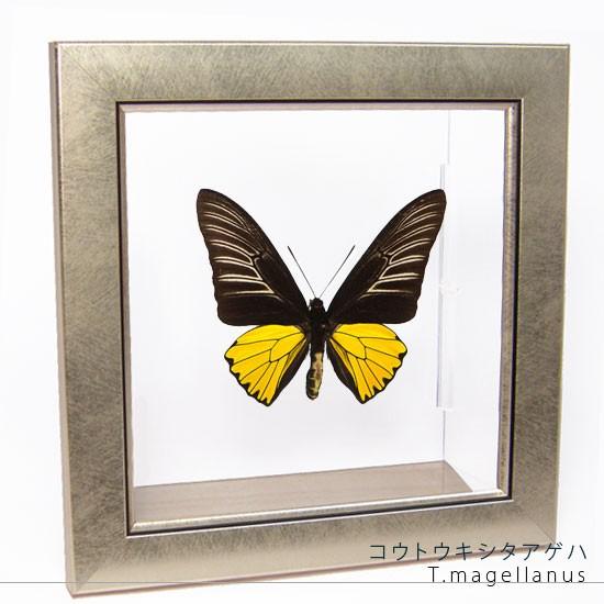 昆虫標本 蝶の標本 コウトウキシタアゲハ メタリック調ライトフレーム