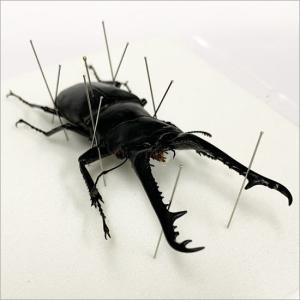 昆虫標本 ギラファノコギリクワガタ メタリック...の詳細画像1