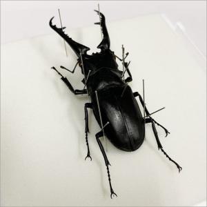 昆虫標本 ギラファノコギリクワガタ メタリック...の詳細画像2