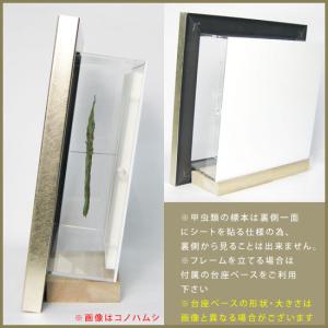 昆虫標本 ギラファノコギリクワガタ メタリック...の詳細画像3