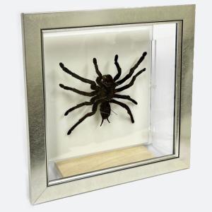 昆虫標本 蝶の標本 オオムラサキ メタリック調ライトフレーム