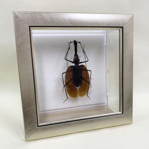 昆虫標本 蝶の標本 シボリアゲハ メタリック調ライトフレーム