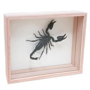 昆虫標本 マンディブラリスフタマタクワガタ 桐箱 : ソプラノYahoo!店