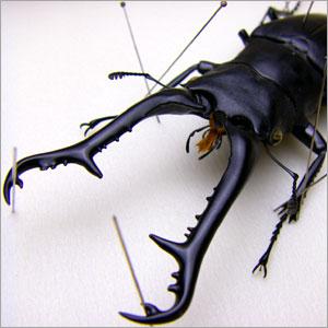 昆虫標本 ギラファノコギリクワガタ 桐箱の詳細画像1