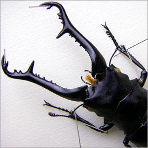 昆虫標本 ギラファノコギリクワガタ 桐箱の詳細画像2