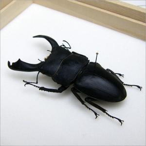 昆虫標本 オオヒラタクワガタ 桐箱の詳細画像1