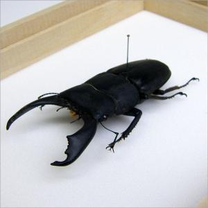昆虫標本 オオヒラタクワガタ 桐箱の詳細画像2