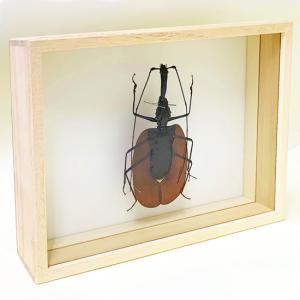 昆虫標本 マンディブラリスフタマタクワガタ 桐箱 : ソプラノYahoo!店