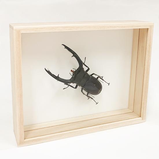 昆虫標本 マンディブラリスフタマタクワガタ 桐箱