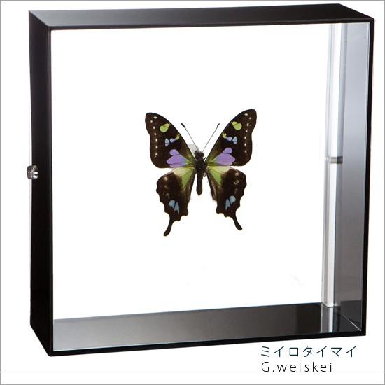 昆虫標本 蝶の標本 ミイロタイマイ アクリルフレーム 黒