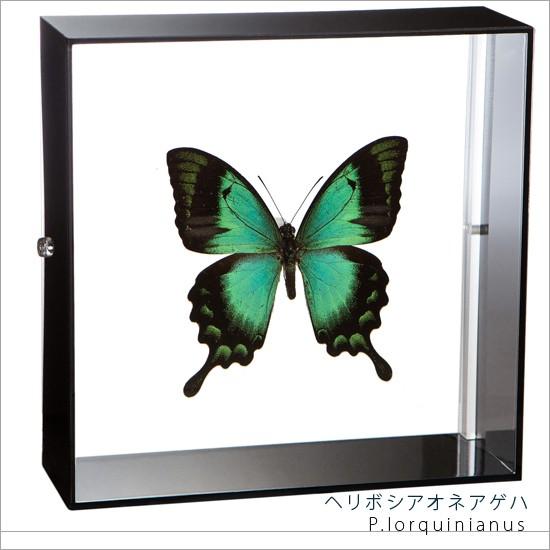 昆虫標本 蝶の標本 ヘリボシアオネアゲハ アクリルフレーム 黒