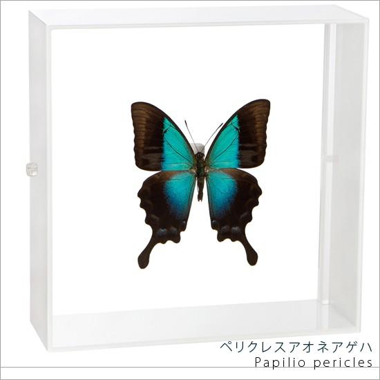 昆虫標本 蝶の標本 ペリクレスアオネアゲハ アクリルフレーム 白