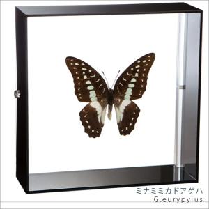 昆虫標本 蝶の標本 ミナミミカドアゲハ アクリルフレーム 黒｜soprano